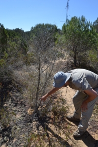 El investigador Ignacio Prez Ramos, del Instituto de Recursos Naturales y Agrobiologa de Sevilla (IRNAS), durante la recolecta de muestras 