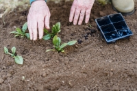 La sobrefertilización con fósforo reduce la capacidad de los suelos agrícolas de secuestrar carbono