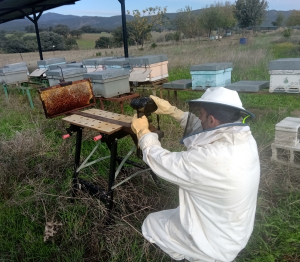 Un algoritmo basado en la IA ayuda a localizar las celdas llenas de miel en las colmenas