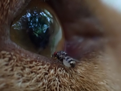 Imagen de phortica variegata, conocida en la bibliografía científica como &quot;mosca del gusano ocular&quot;. (García-López A,)