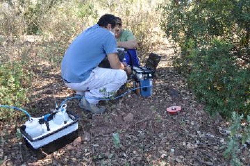 Las plantas disponen de un sistema de coordinación eficaz entre sus diferentes órganos